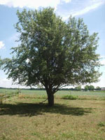 pear tree picture