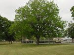 pecan tree