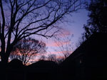 pecan tree picture