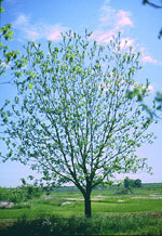 pecan tree picture