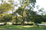 pecan tree
