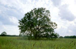 pecan tree