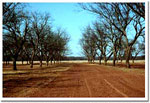 pecan tree