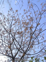 lilac tree