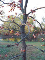 Persimmion Tree Fruit