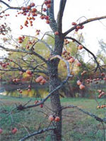 ebony tree picture