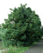 sycamore tree picture