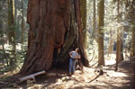 redwood tree picture