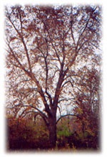hickory tree picture