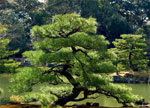pine tree picture
