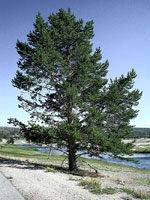 pine tree picture