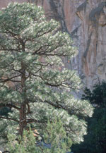 pine tree picture