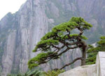 pine tree picture