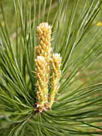 pine tree picture