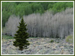 pine tree picture