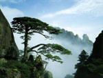 pine tree picture