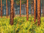pine tree picture