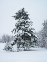 pine tree picture