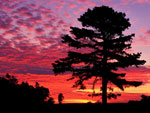 pine tree picture