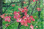 dogwood tree picture
