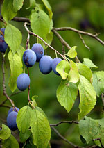 plum tree picture