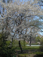plum tree picture