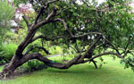 plum tree picture