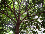 plum tree picture