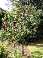 plum tree picture