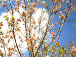 plum tree picture