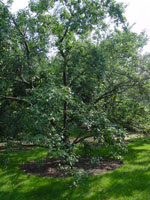plum tree picture