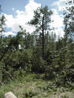 pine tree picture
