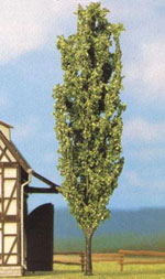 Picture Of A Poplar Tree