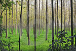 poplar tree picture