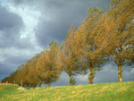 poplar tree picture