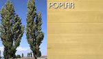 poplar tree picture