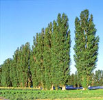 poplar tree picture
