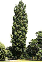 poplar tree picture