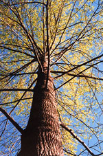 Poplar Tree picture; Poplar Trees Bark, Branches, Leaves Looking Up View