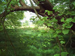 poplar tree picture