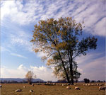 poplar tree picture