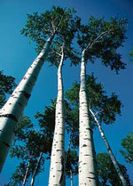Picture of Poplar Trees: Poplar Tree Picture