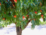 peach tree photo
