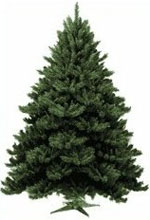 christmas tree picture