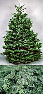 christmas tree picture