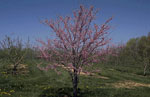 redbud tree picture