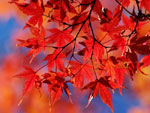 Red Maple Leaves