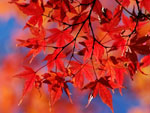 maple tree picture