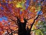 maple tree picture