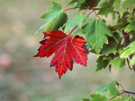 maple tree picture